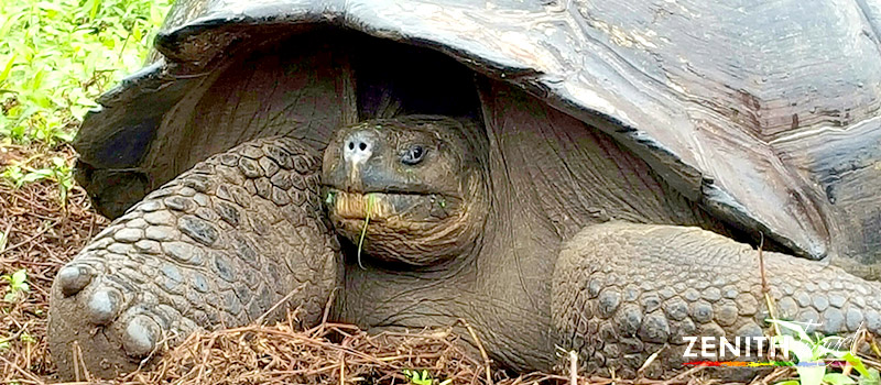 gian-galapagos-tortoise-in-shell-charles-darwin-station.jpg