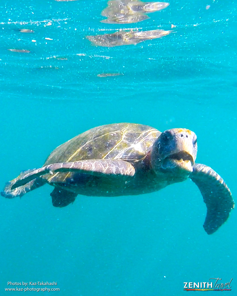 zt-kaz-galapagos-underwater-sea-turtle.jpg