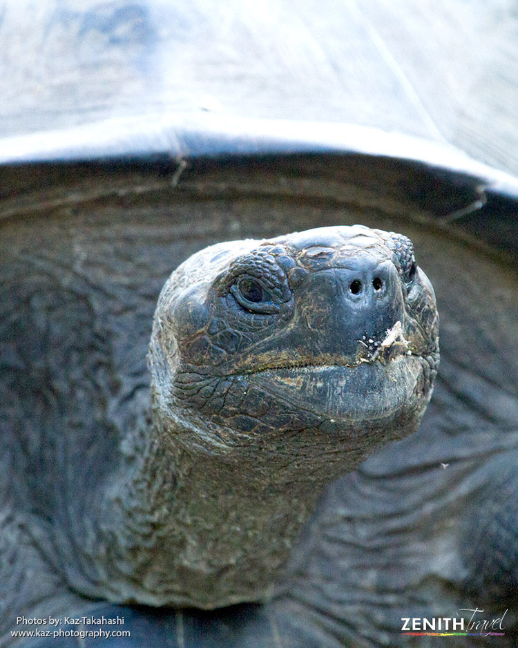 zt-kaz-giant-galapagos-tortoise-face-closeup.jpg